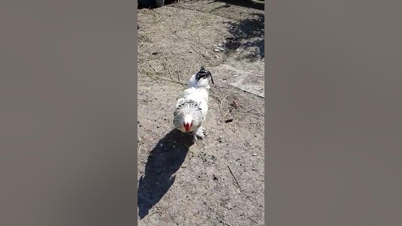 Aggressive brahma rooster attacking my legs YouTube