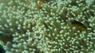 Mataking (Borneo) - Nemo Fish