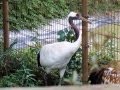 Japanese crane(Manchurian crane,Red-crowned crane) / 3匹のタンチョウ(丹頂)