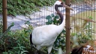 Japanese crane(Manchurian crane,Red-crowned crane) / 3匹のタンチョウ(丹頂)
