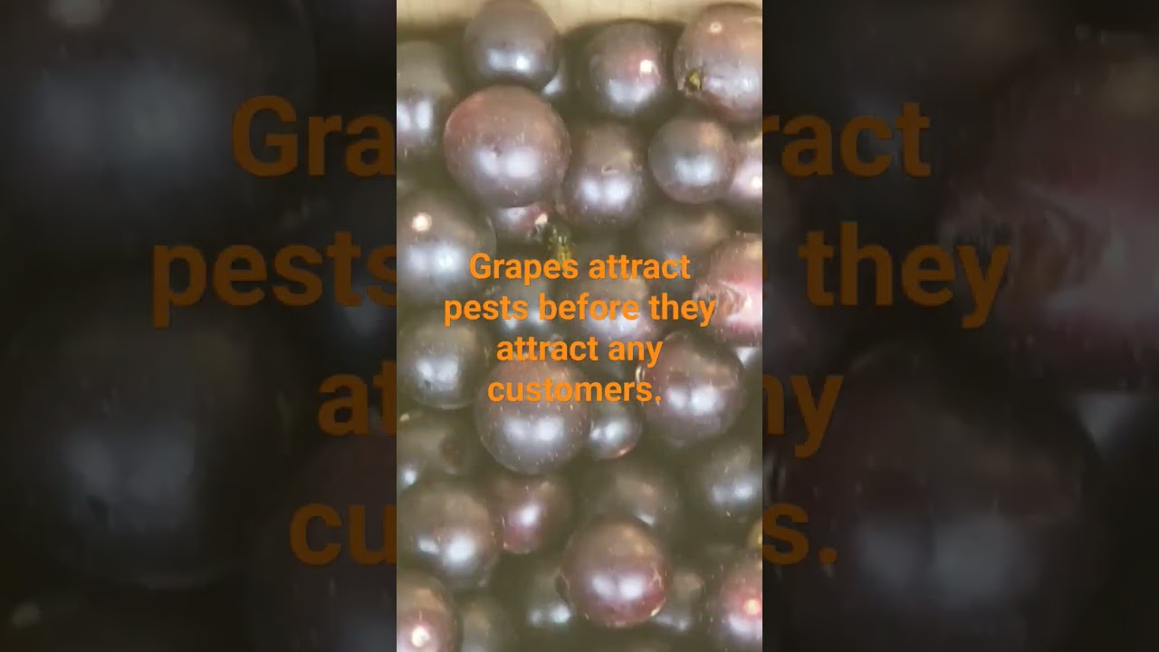 Grapes attract pests before the customers come in. 