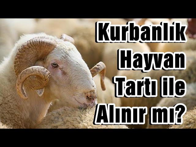 KURBANLIK HAYVAN TARTI İLE ALINIR MI ? | Vaiz Ali ÖZDEMİR