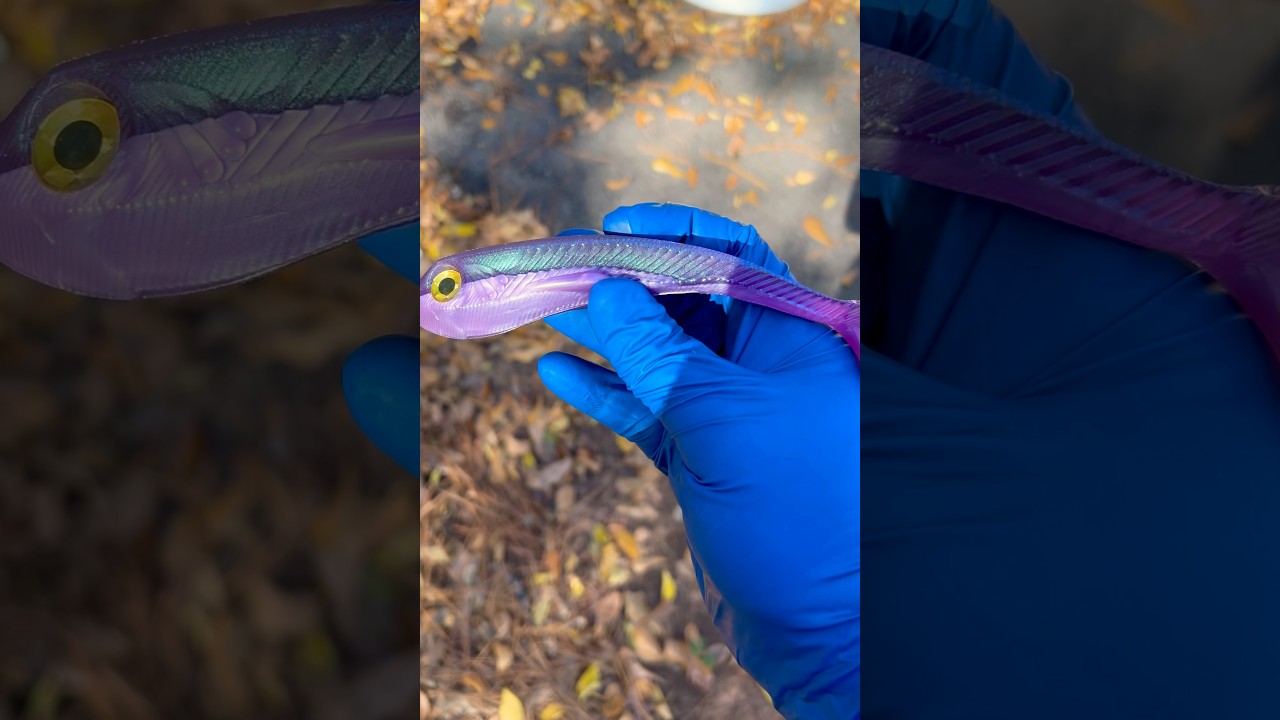 Purple Swimbait action! 💜 