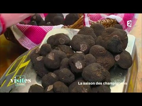 Vidéo: La Truffe Est Le Champignon Le Plus Cher Et Le Plus Inhabituel