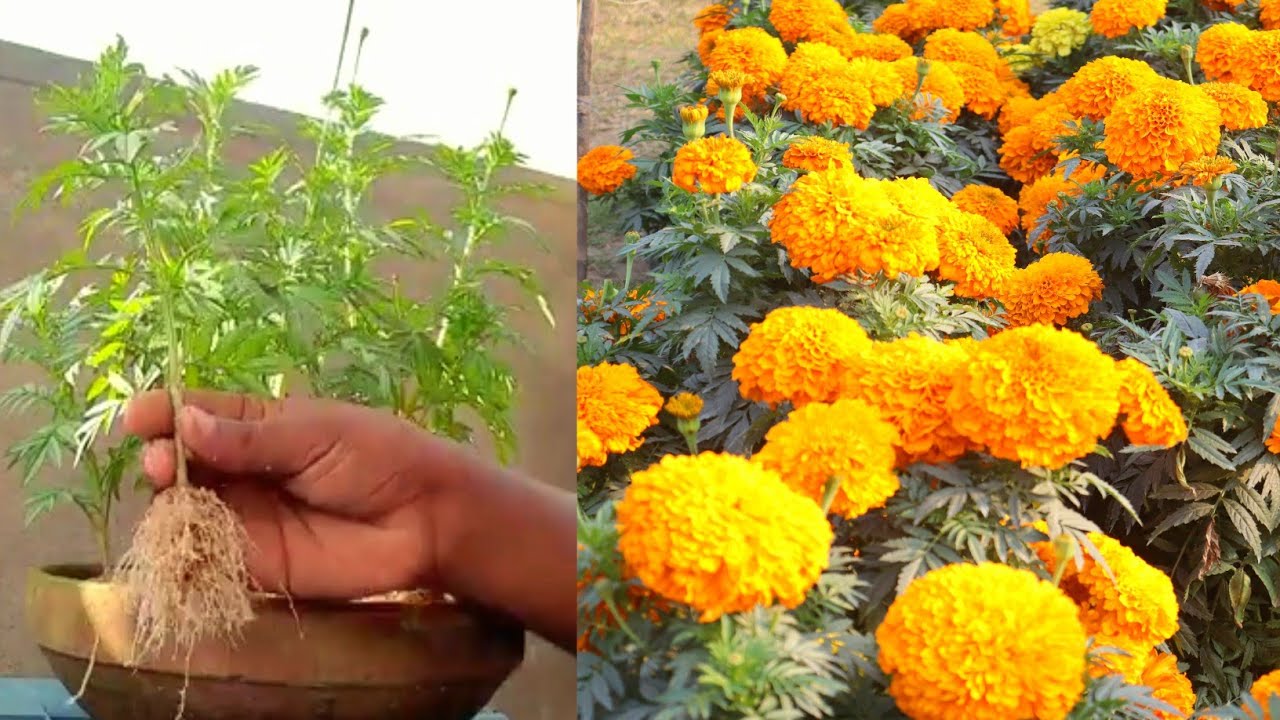 Homemade marigold plan cutting GrowFree of cost How to grow marigold