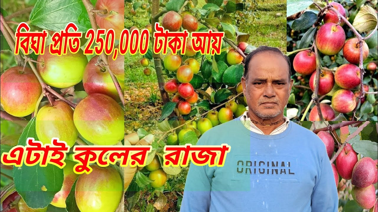 ভারত সুন্দরী কুল চাষ পদ্ধতি। অল্প সময়ে বেশি কুল পাবার উপায়।miss india apple ber farming