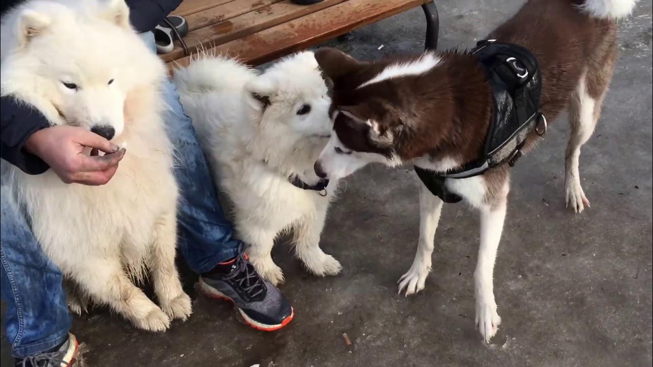 западносибирская лайка рыжая. лайки соловьева ханта. лайки западно сибирские охотничьи. лайки ли видео. северно сибирская лайка.
