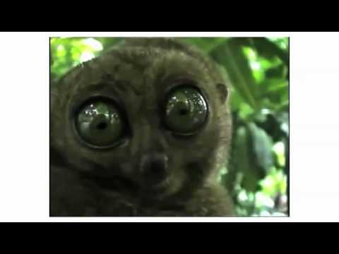 Big Eyed Maki... EXPLODING!!.mp4