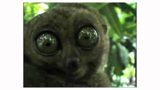 Big Eyed Maki... EXPLODING!!.mp4