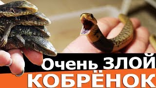 ЗЛОЙ КОБРЁНОК НА ЛАДОНИ и малыши - дракончики :)