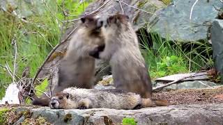Cute Marmots Playing