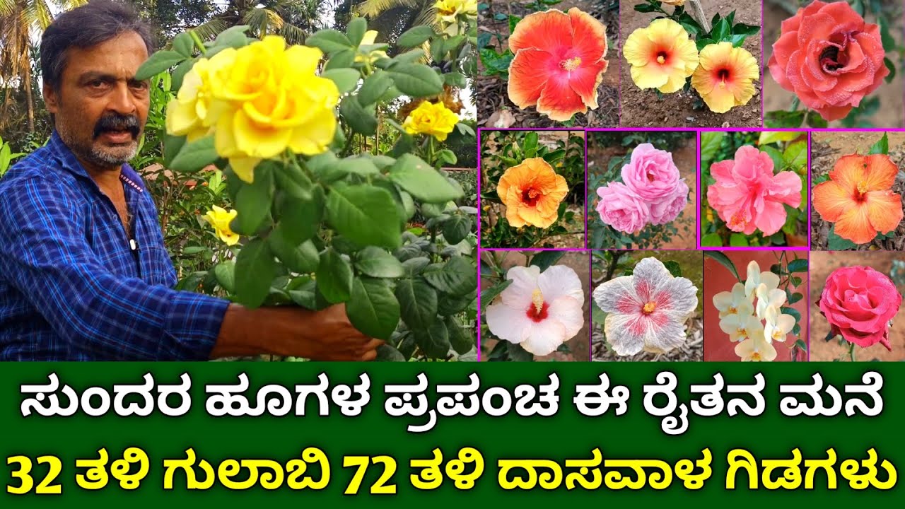 ಸುಂದರ ಹೂಗಳ ಪ್ರಪಂಚ | 32 ತಳಿ ಗುಲಾಬಿ 72 ತಳಿ ದಾಸವಾಳ ಗಿಡಗಳು | beautiful flower garden kannada #hibiscus