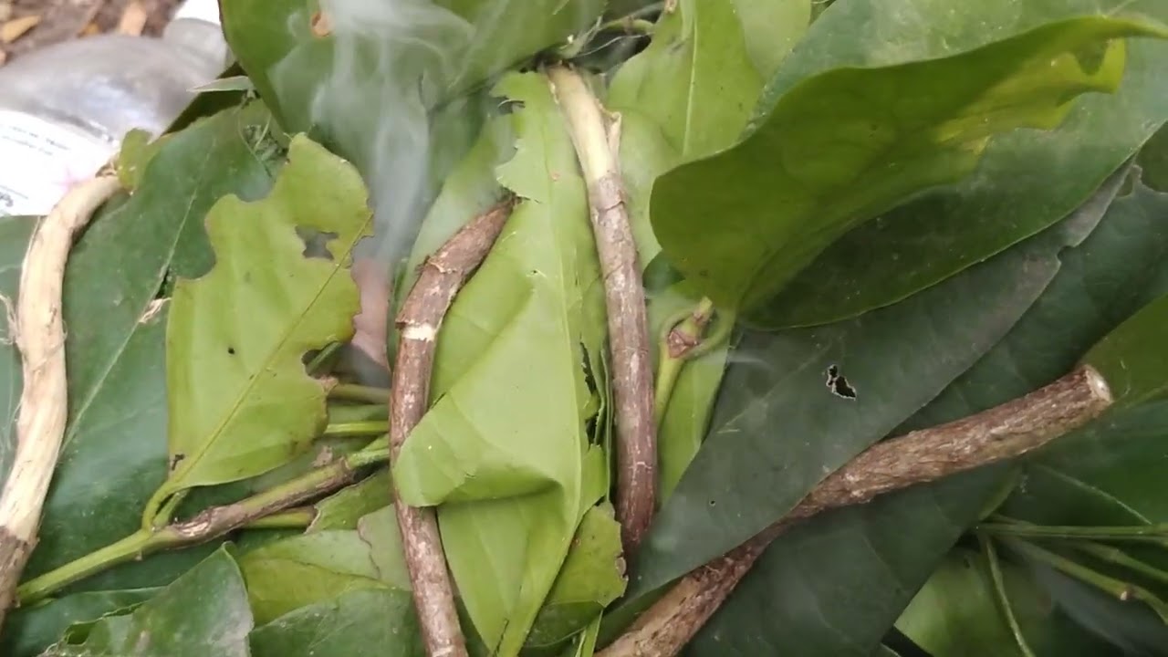 นอนดูลูกชายตีผึ้งรังใหญ่..น้ำดีรังสวยครับ