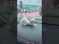 仕草でわかる犬の気持ち🥰愛犬をよーく観察してコミュニケーションとってみてね🙆‍♂️#犬 #犬のいる暮らし #愛犬 #わんこ #犬バカ部 #ペット#犬好きな人と繋がりたい#ミックス犬 #犬のいる生活