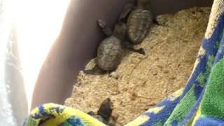 Hawksbill Turtle Hatchlings