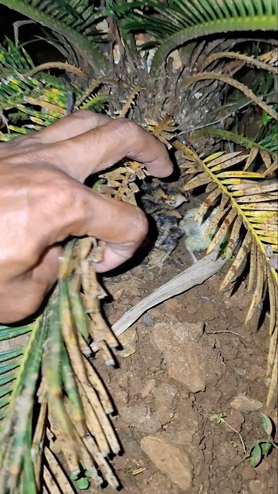 Anak ayam hutan #shortvideo