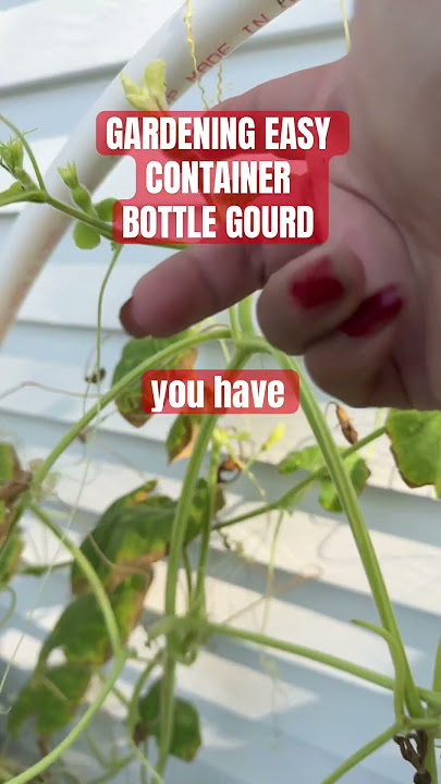Container gardening bottle gourd thriving #florgenargue #florgardengoddess #growingwithflor #foryou
