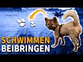 So lernen Hunde schwimmen - 2 einfache Wege zur Abkühlung für deinen Hund.