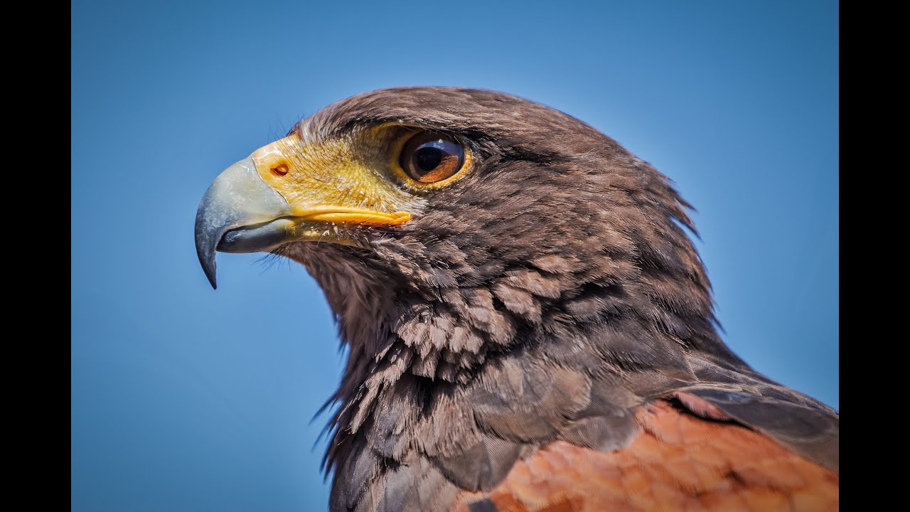 Get Perfect Hawk Sight With This Subliminal [No Sound] - YouTube