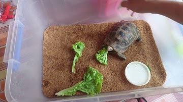 Rùa núi vàng bệnh bỏ ăn phải làm gì ? | ✔️✔️✔️