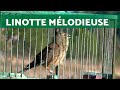 Melodic Duel: The Song of the Common Linnet. Two Captivating Bird Calls 🎶 (HD)