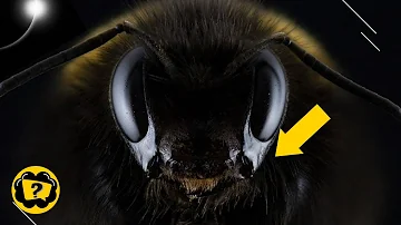 ¿Por qué caen las abejas cuando no hay luz?
