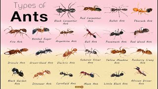 All types of ants: A visual guide to ants diversity