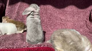 Cute 1 month old rabbits playing by Bunny Love 8,970 views 2 years ago 1 minute, 43 seconds