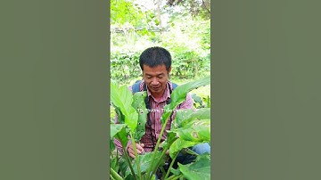 Râu hùm – Cây thuốc quý trong bài thuốc truyền thống của người Dao đỏ #thaoduoc #phunu #Suckhoe