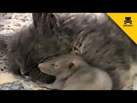 Ratón sin miedo se acurruca junto a un gatito