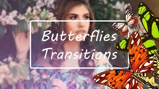 Butterflies Transitions Stock Motion Graphics