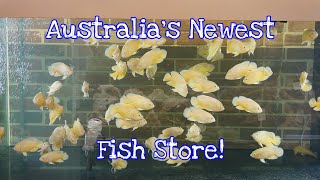 Signature Aquariums Tour. Sneak Peek At Australia's Monster Fish Store!