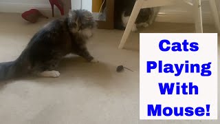 Unbelievable: Cats catch a mouse in action