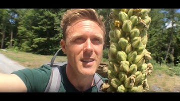 A Nature & Forest Bathing Guide Prepares