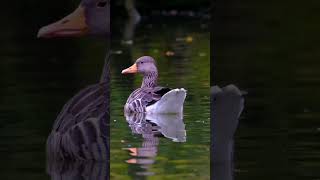 Beautiful Life Egyptian Goose/4k Ultra hd/Egyptian Gooses Videos/Natural Scenes 4k/birds videos