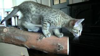 Egyptian Mau kittens 2014, 9 weeks old, deel 2. Cattery Asenka by CatteryAsenka 780 views 9 years ago 4 minutes, 50 seconds