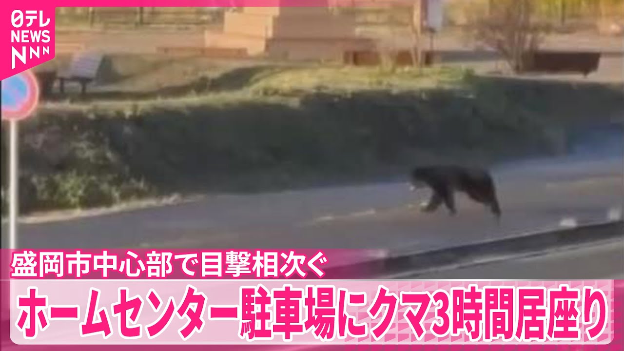 クマ】盛岡市中心部で目撃相次ぐ ホームセンター駐車場に3時間居座り