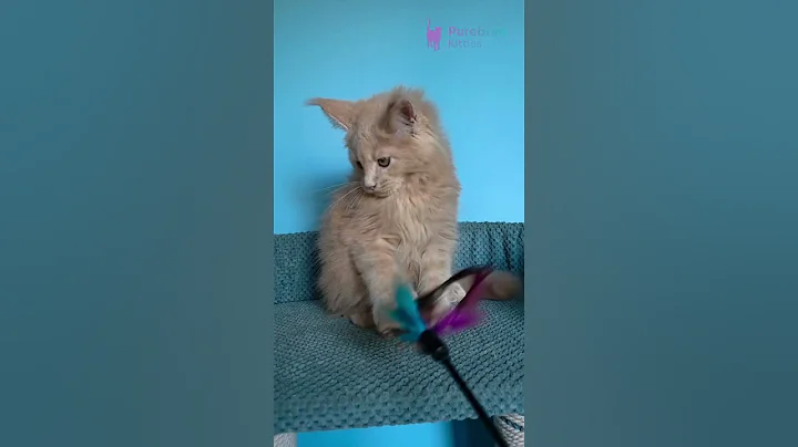 Video 11702931: polydactyl boy maine coon, cream maine coon, sweet maine coon, eyed maine coon, mainecoon