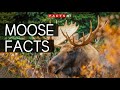 Incredible Moose Facts You Can't Miss!