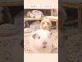 プイプイ鳴くと耳がパタパタしちゃうモルモット #guineapig #モルモットの鳴き声 #モルモット