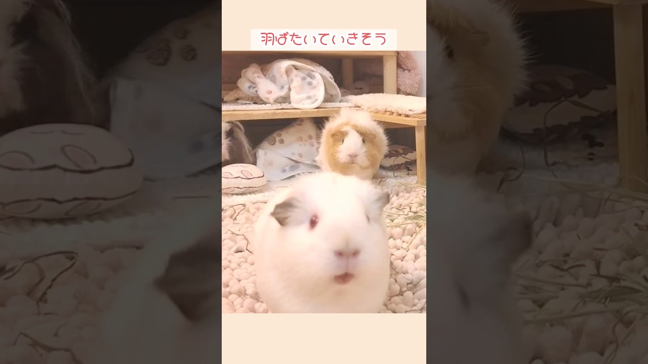 プイプイ鳴くと耳がパタパタしちゃうモルモット #guineapig #モルモットの鳴き声 #モルモット