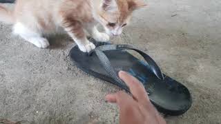 Cat Wants To Eat Slippers by Animals Love 69 views 5 years ago 1 minute, 4 seconds