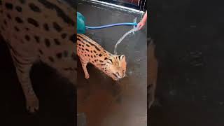 Nala main air❤️ Jangan Lupa Subscribe, Like & Komen ya #Serval #Cat #Kucing