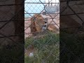 رؤية الأسد وجها لوجه مع الزئير المخيف