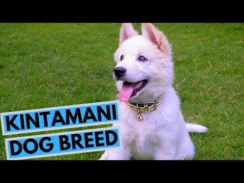 Video: How To Breed An Indo-dog