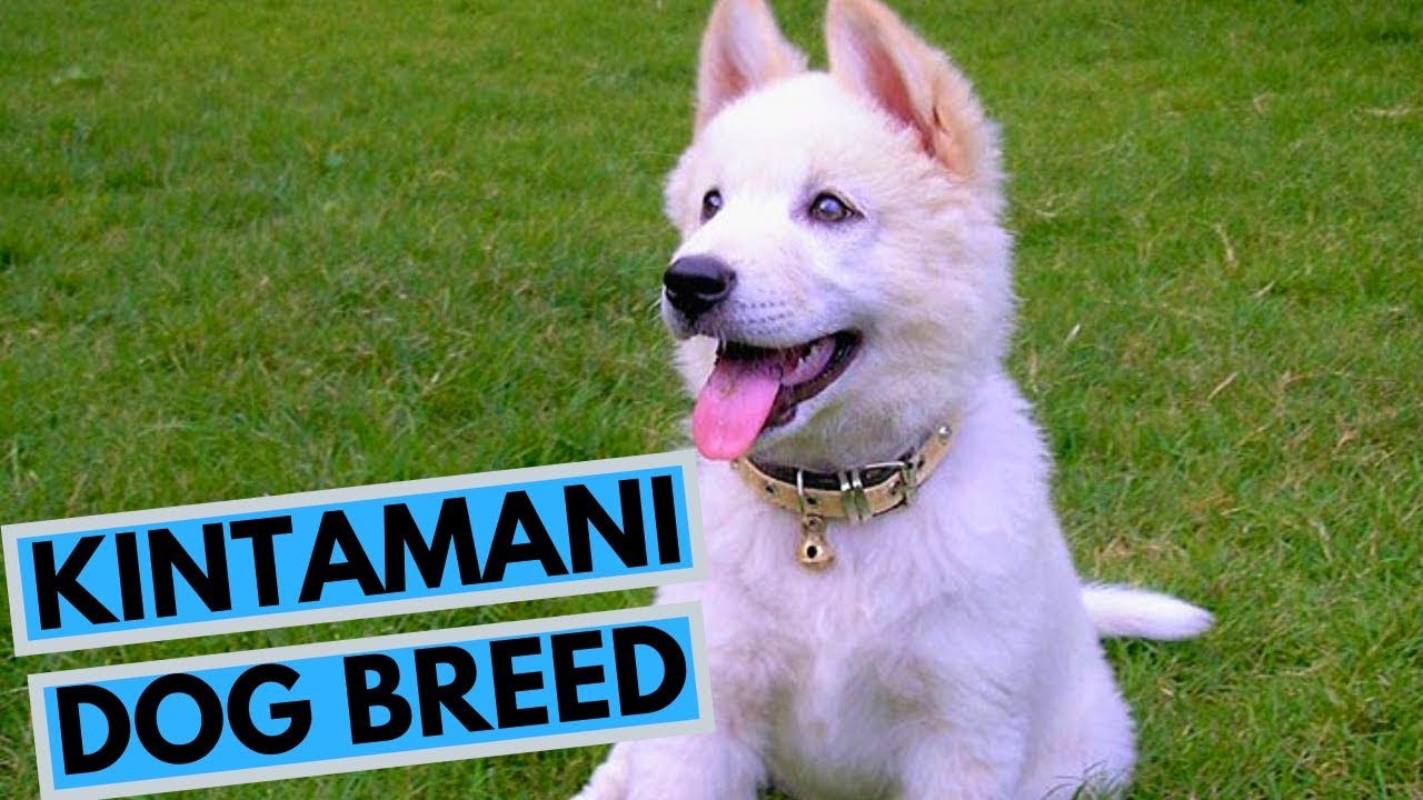 Kintamani Dog Breed - Facts and Information