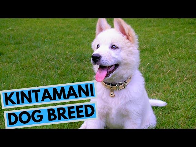 Kintamani Puppy