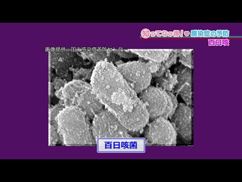 【四種混合ワクチンで予防】百日咳「知ってなっ得！感染症の予防＃７その１」