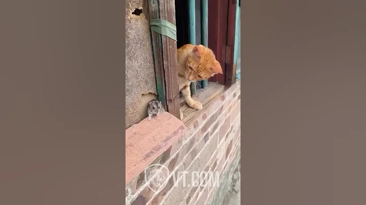 Cat Tries to Catch Mouse But What Happens Next? 🐱😱