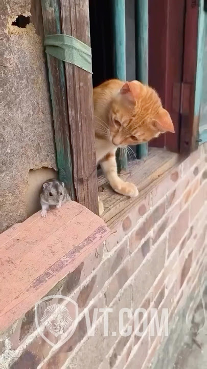 Cat Tries to Catch Mouse But What Happens Next? 🐱😱